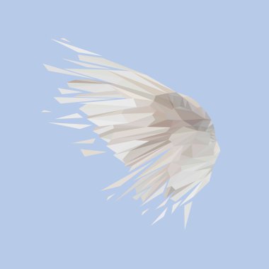 White Pigeon kuş hayvan kanat 