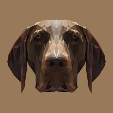 İngiliz Pointer köpek hayvan