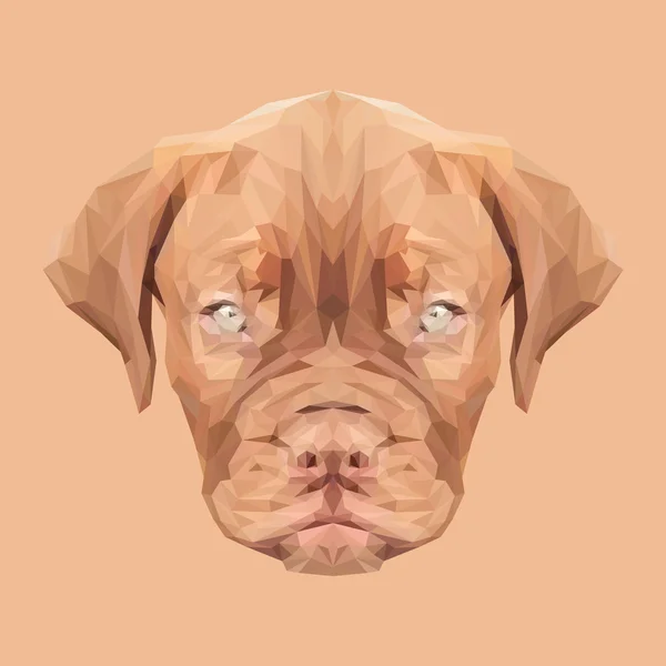 Dogue de bordeaux chien — Image vectorielle