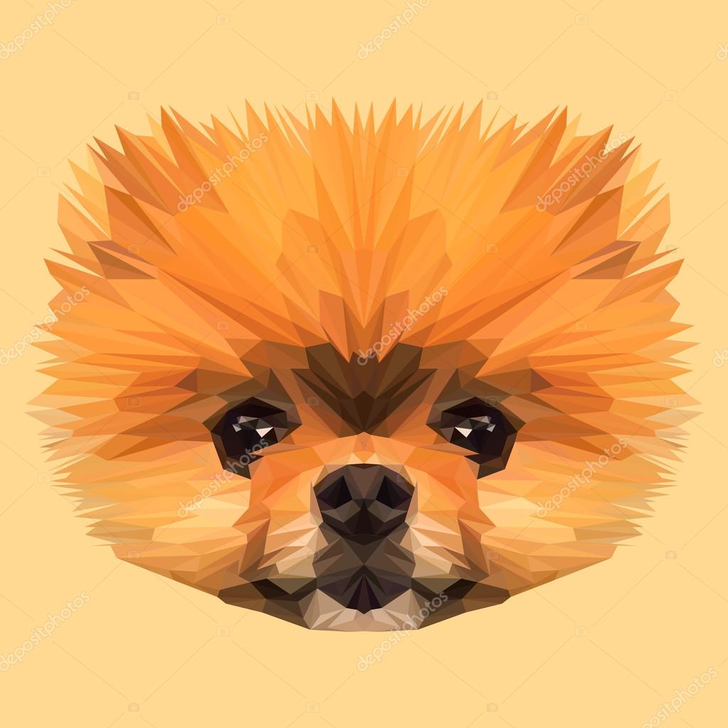 Boo Pomeranian Dog animal low poly design. Triangle vector illustration.