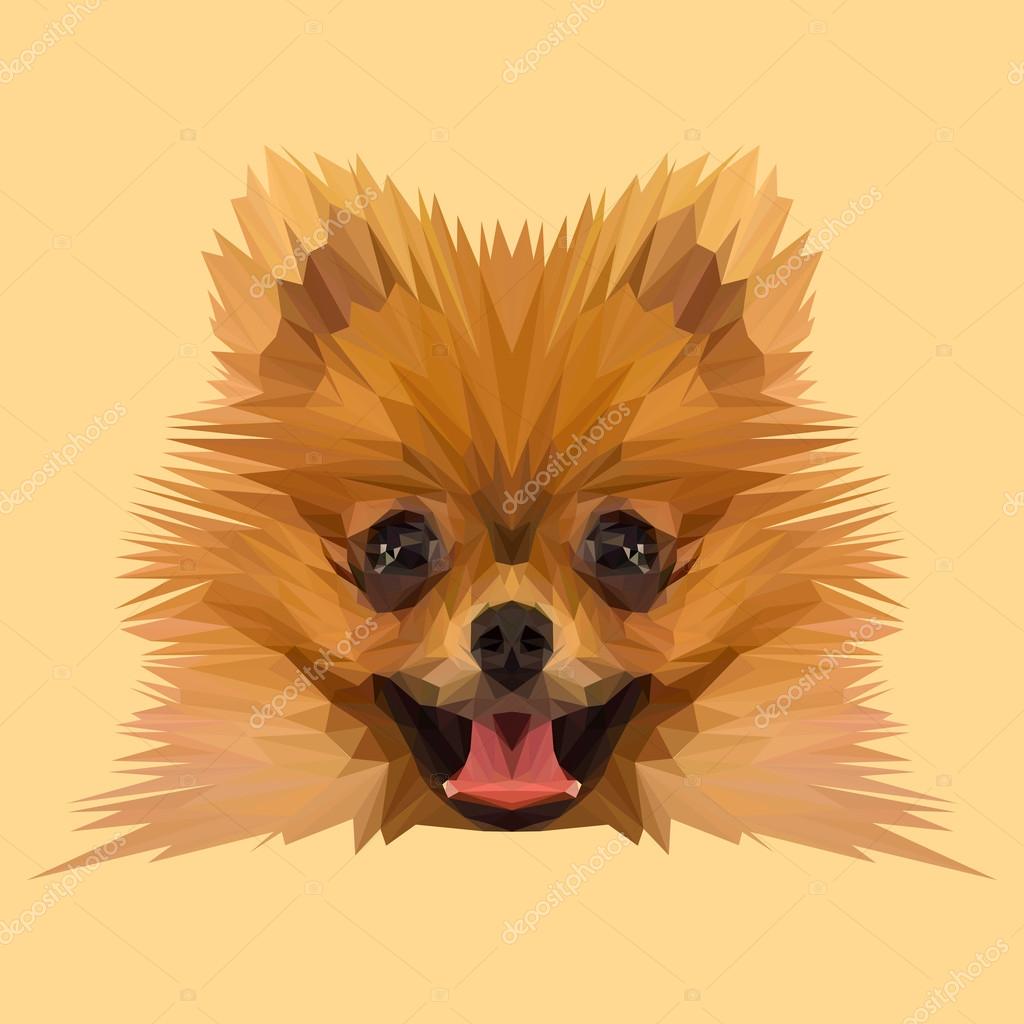 Boo Pomeranian Dog animal low poly design. Triangle vector illustration.