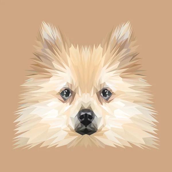 スピッツ犬の動物の低ポリ デザイン — ストックベクタ