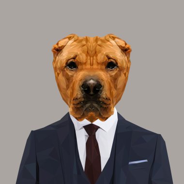 Çin Shar Pei köpek elbiseli