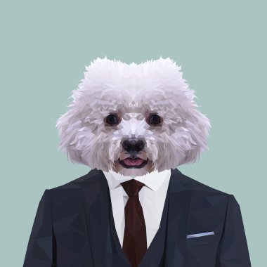 Bichon Frise köpek elbiseli