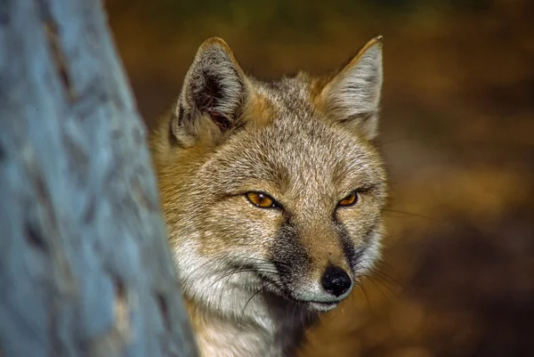 Tight shot Swift Fox head — Stock Photo, Image