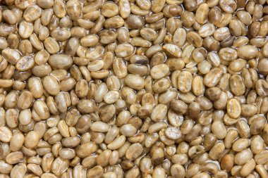 kahve tohumu kızartma değil