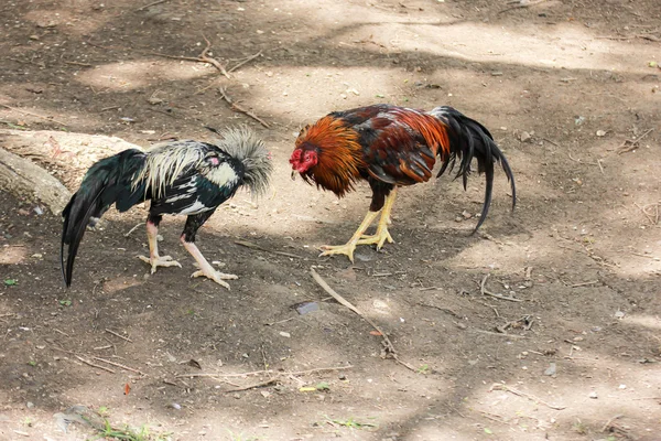 Fighting cock — Stock Photo, Image