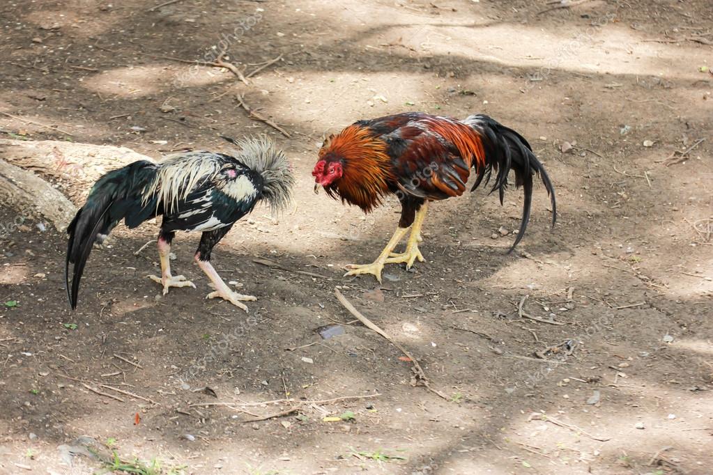 Fighting Cock