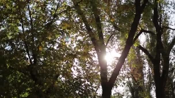 Solen i parken — Stockvideo