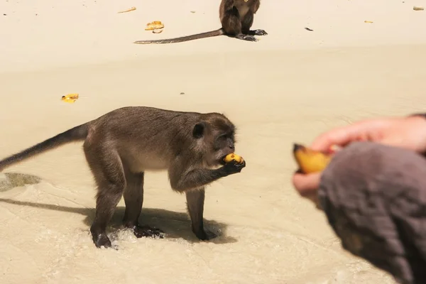 猴子, 泰国和香蕉 — 图库照片