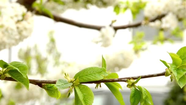 Flor de ramo de cereja branca balançando na brisa da primavera HD — Vídeo de Stock