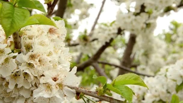 Flor de ramo de cereja branca balançando na brisa da primavera HD — Vídeo de Stock