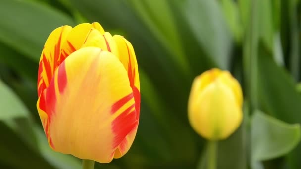 Tulipas. tulipas amarelas com listras vermelhas no jardim da primavera com fundo natural verde imagens HD — Vídeo de Stock