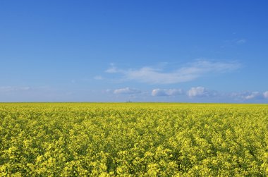 kolza tohumu bulutlu gökyüzü alanı