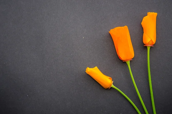 Composition florale fraîche et colorée d'Eschscholzia californica - Coquelicot californien sur fond sombre. — Photo