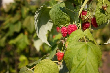 olgunlaşmış ahududu yaprakları ile