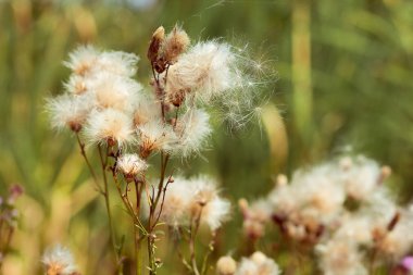 a close up on a thistledown clipart