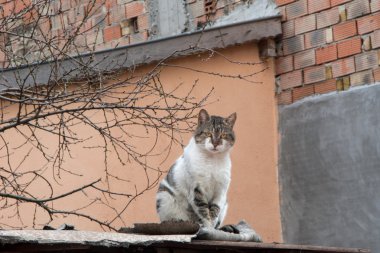 Çatıdaki kedi.