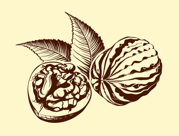 Волоський горіх з листям. Малюнок — стоковий вектор