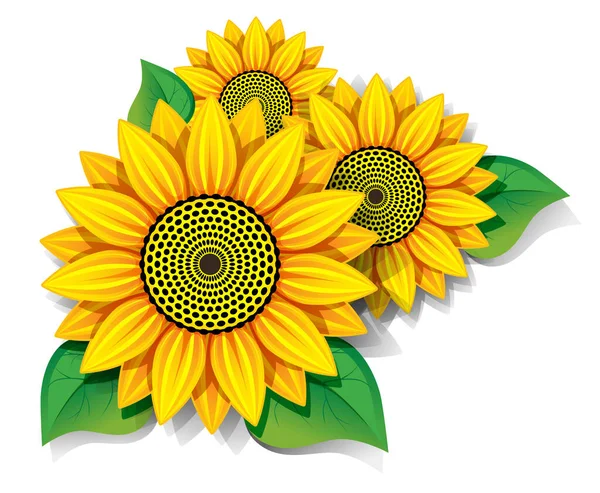 Sunflowers Leaves White Background — Stock Vector