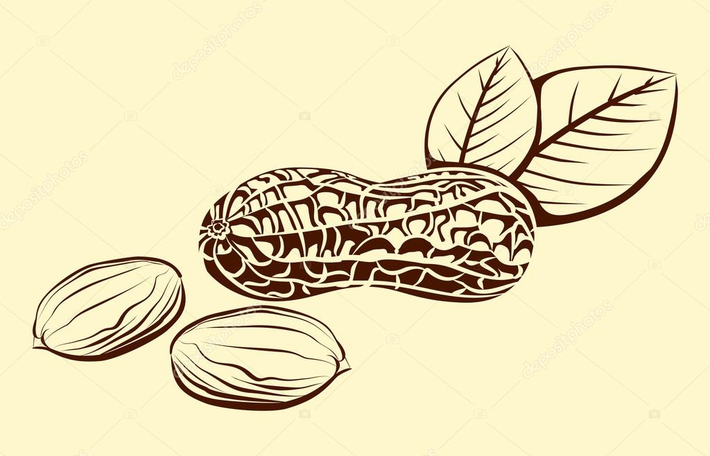Peanuts. Vector drawing. Stock Vector by ©designer58 96922578
