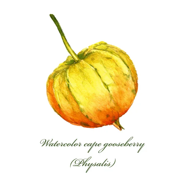 Physalis. — Foto de Stock