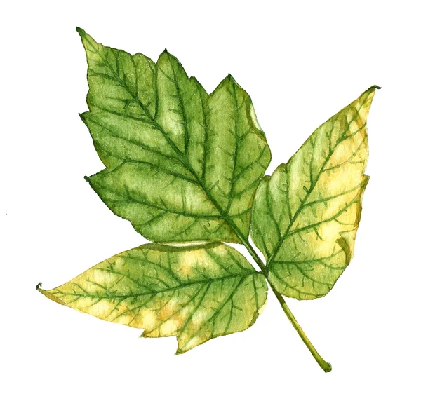 단풍 잎 1 — 스톡 사진