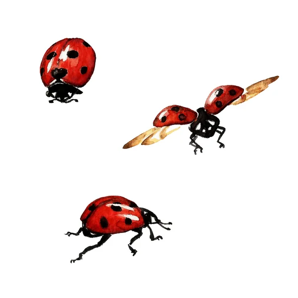 Ladybugs — Stock Photo, Image