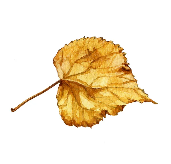 린든 잎 3 — 스톡 사진