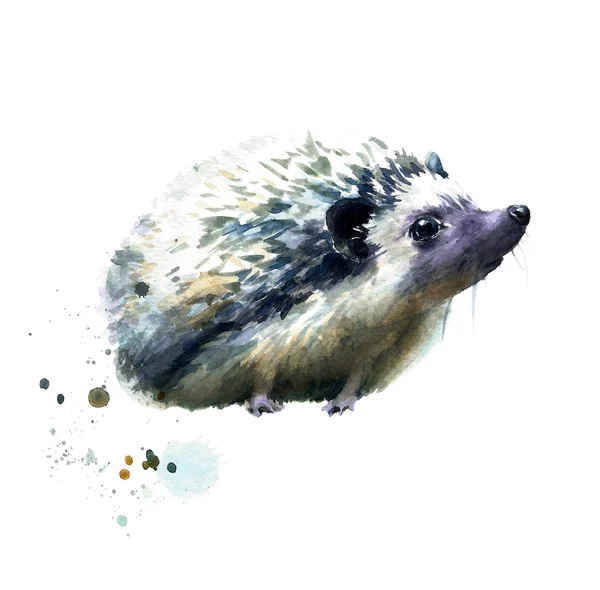 Hedgehog — Stock Photo, Image