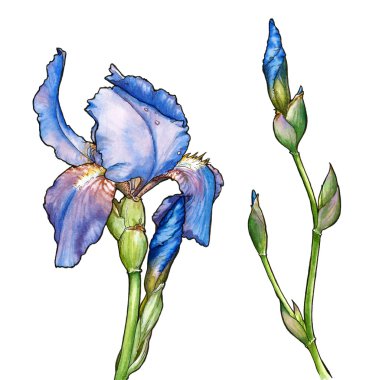 Iris suluboya çizimi