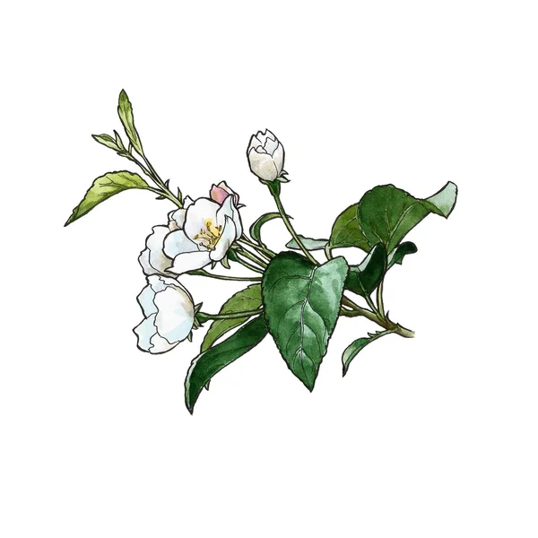Manzana flor 4 — Foto de Stock