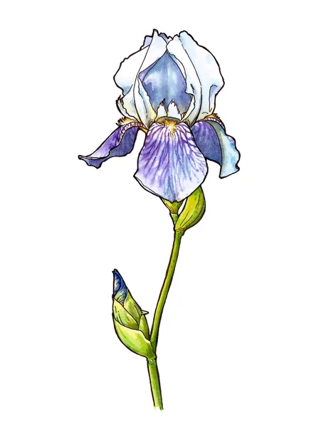 Aquarell-Illustration der Iris — Stockfoto