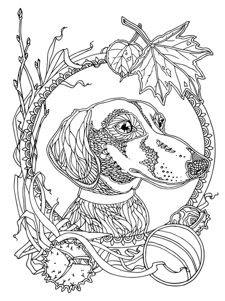 Coloring page with Dachshund — Stock Photo, Image