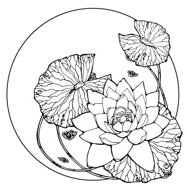 lotus ile illüstrasyon