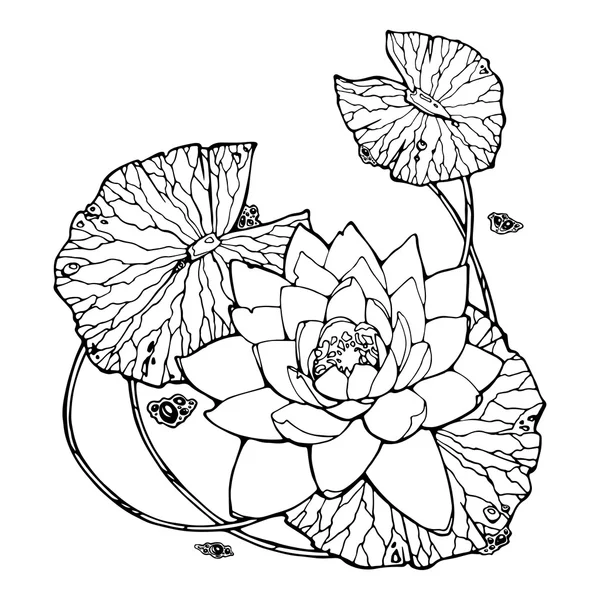 Lotus illusztráció — Stock Fotó