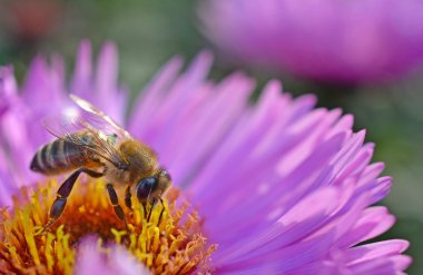 çiçek. Makro. Arı
