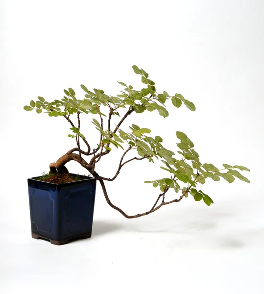 Bonsai