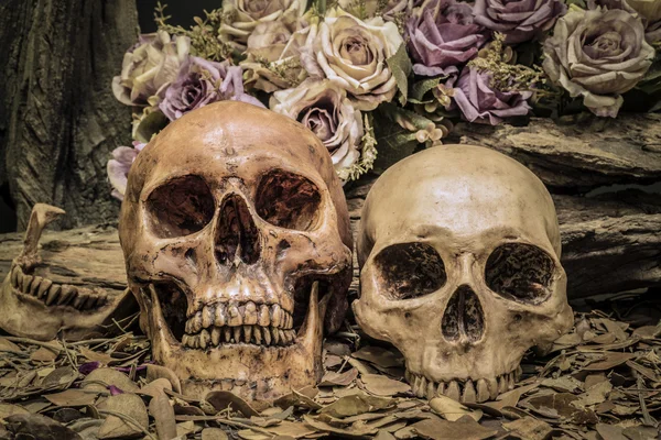 Νεκρή φύση ζευγάρι ανθρώπινο κρανίο τέχνης αφηρημένα φόντο — Φωτογραφία Αρχείου