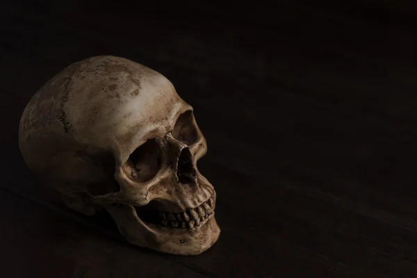 Still life photography with skull — Stock Photo, Image