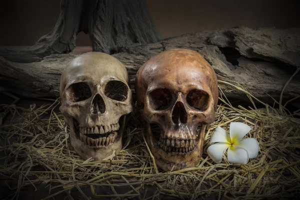 Νεκρή φύση ζευγάρι ανθρώπινο κρανίο με λουλούδι Plumeria και hay — Φωτογραφία Αρχείου