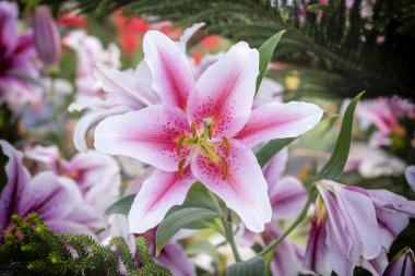 Bahçe içinde güzel pembe lily