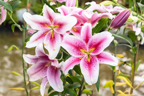 Beautiful pink lily in garden — Stock Photo, Image