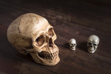 insan kafatası ile natürmort fotoğraf