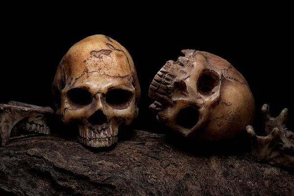 Martwa natura malarstwo Fotografia z dwóch ludzkich czaszek — Zdjęcie stockowe