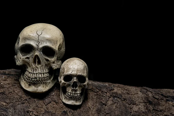 Still life awesome couple human skulls on the timber