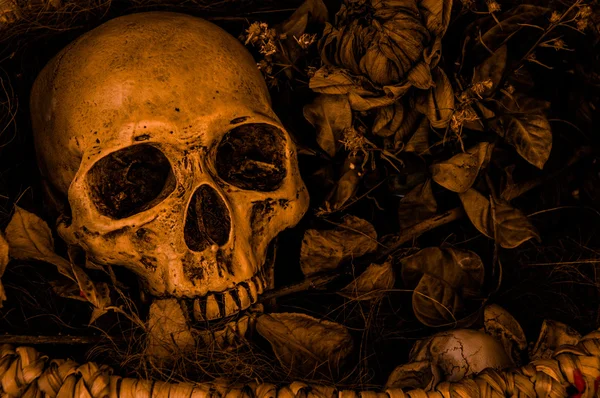 Martwa natura z czaszką — Zdjęcie stockowe