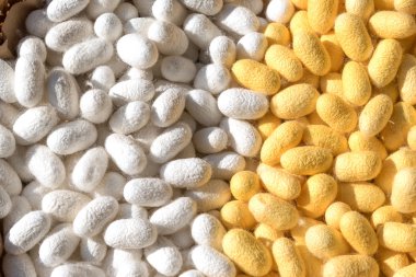 Beyaz ve sarı ipekböceği koza