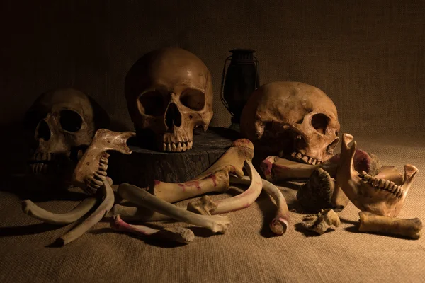 Still life with skulls and bones — Stock Photo, Image