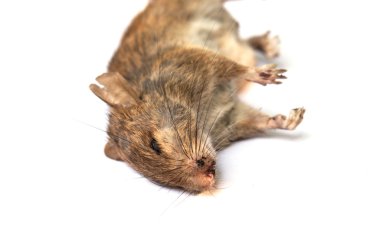 beyaz zemin üzerinde ölü fare